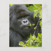 Silverback Mountain Gorilla Postkarte (Vorderseite)