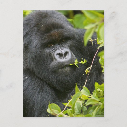 Silverback Mountain Gorilla Postkarte (Vorderseite)