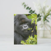 Silverback Mountain Gorilla Postkarte (Stehend Vorderseite)