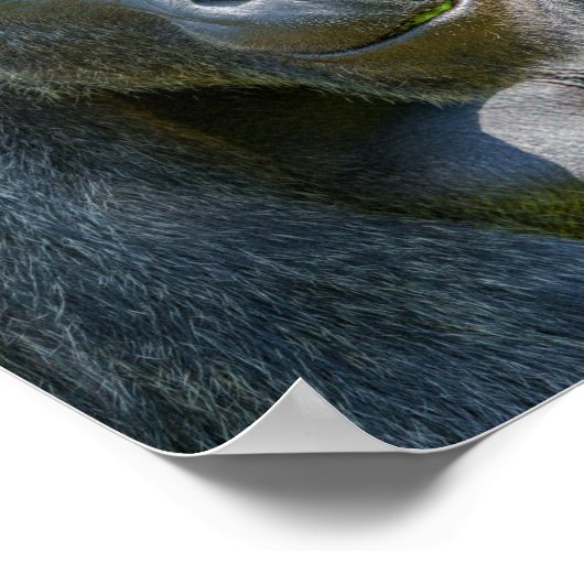 Silverback-Nah-Up Poster (Ecke)