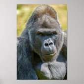 Silverback-Nah-Up Poster (Vorne)