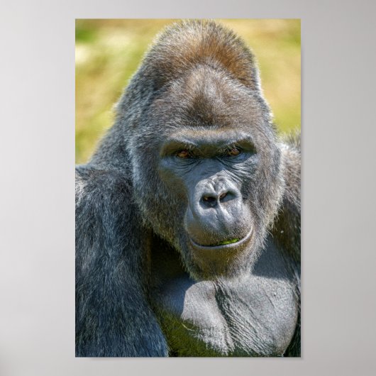 Silverback-Nah-Up Poster (Vorne)