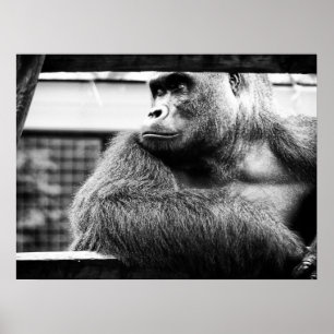 Silverback-Plakat Poster