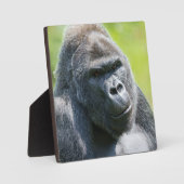 Silverback Portrait Fotoplatte (Vorderseite)