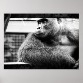 Silverback Poster (Vorne)