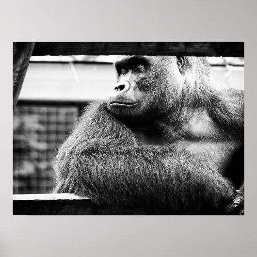 Silverback Poster (Vorne)