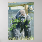 Silverback Snack Time Poster (Vorne)