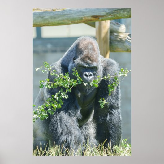 Silverback Snack Time Poster (Vorne)