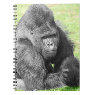 Silverback Takes the Spotlight Notizblock