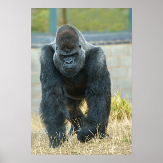 Silverback unterwegs poster (Vorne)