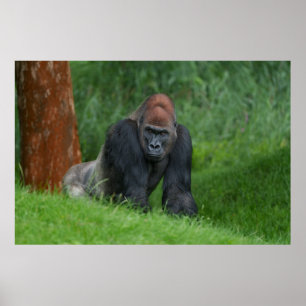 Silverbacks Serenrealm Poster