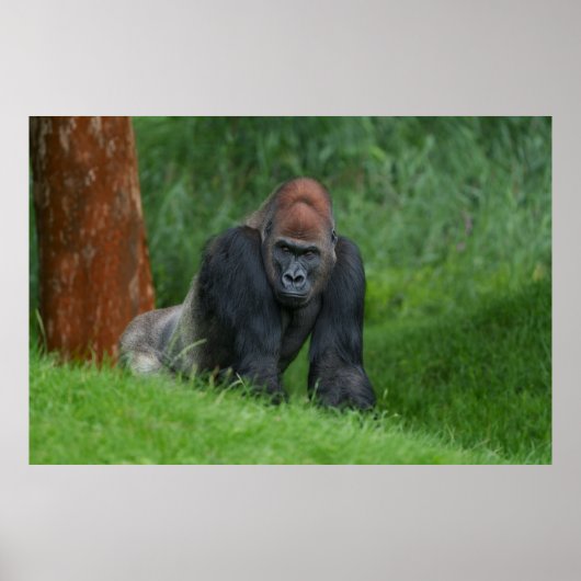 Silverbacks Serenrealm Poster (Vorne)