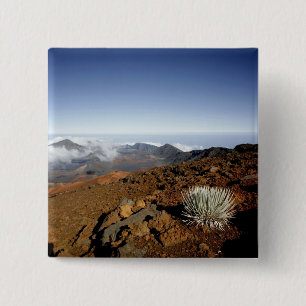 Silversword am Rand des Haleakala-Kraters aus der  Button