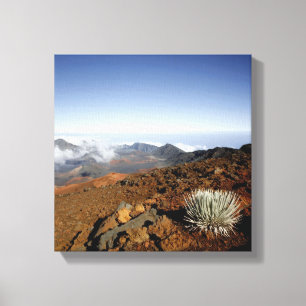 Silversword am Rand des Haleakala-Kraters aus der Leinwanddruck
