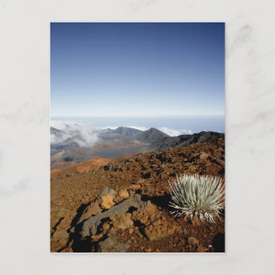 Silversword am Rand des Haleakala-Kraters aus der  Postkarte