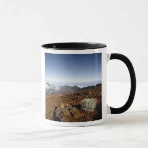 Silversword am Rand des Haleakala-Kraters aus der Tasse