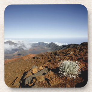 Silversword am Rand des Haleakala-Kraters aus der Untersetzer