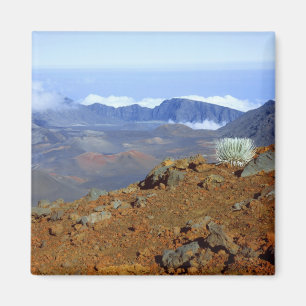 Silversword am Rand des Haleakala-Kraters von nahe Magnet