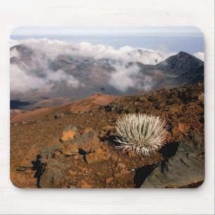 Silversword am Rand des Haleakala-Kraters von nahe Mousepad