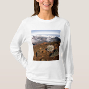 Silversword am Rand des Haleakala-Kraters von nahe T-Shirt