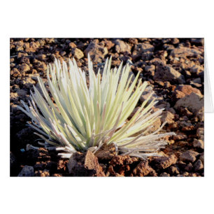 Silversword auf Haleakala, Maui