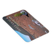 Silversword, Sanddünen, Haleakalā Nationalpark Magnet (Rechte Seite)