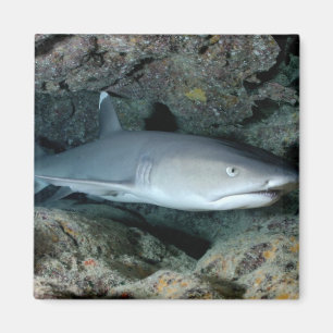 Silvertip Haifisch Magnet