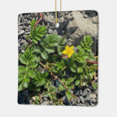 Silverweed Cinquefoil Keramikornament (Links)