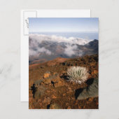 Silverword auf Haleakala Krater Rim ab 3 Postkarte (Vorne/Hinten)