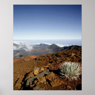 Silverword auf Haleakala Krater Rim aus der Nähe Poster