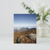 Silverword auf Haleakala Krater Rim aus der Nähe Postkarte (Stehend Vorderseite)