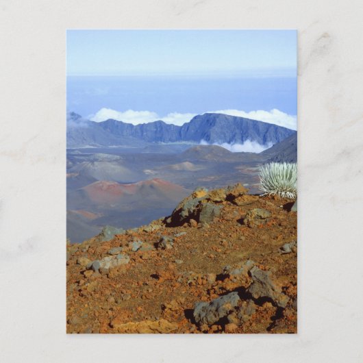 Silverword auf Haleakala Krater Rim von nahe 2 Postkarte (Vorderseite)