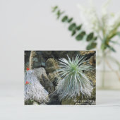 Silverword: Postkarte (Stehend Vorderseite)