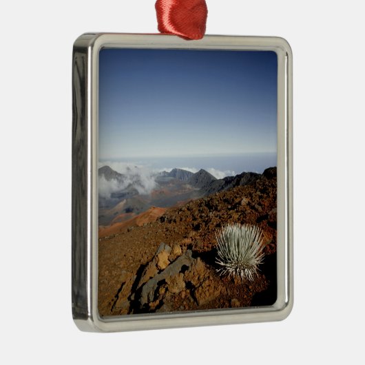 Silverwort auf Haleakala Krater Rim aus der Nähe Silbernes Ornament (Rechts)