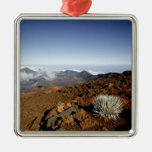 Silverwort auf Haleakala Krater Rim aus der Nähe Silbernes Ornament