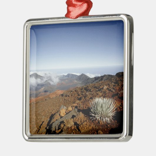 Silverwort auf Haleakala Krater Rim aus der Nähe Silbernes Ornament (Links)