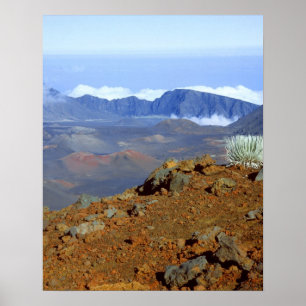 SilverWort auf Haleakala Krater Rim von nahe 2 Poster