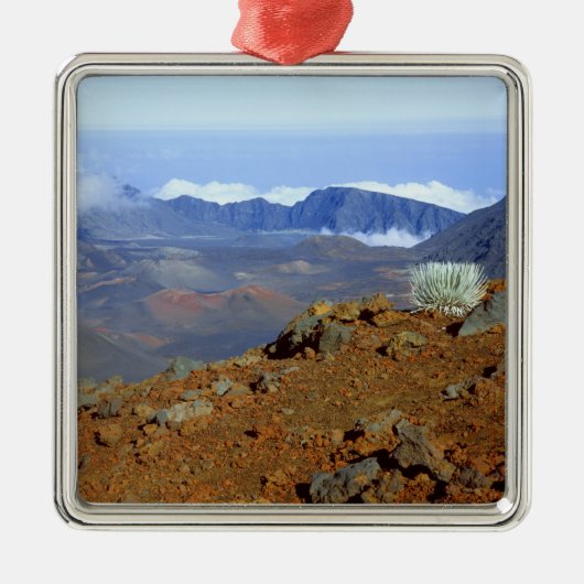 SilverWort auf Haleakala Krater Rim von nahe 2 Silbernes Ornament (Vorne)