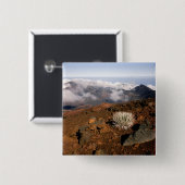 SilverWort auf Haleakala Krater Rim von nahe 3 Button (Vorne & Hinten)