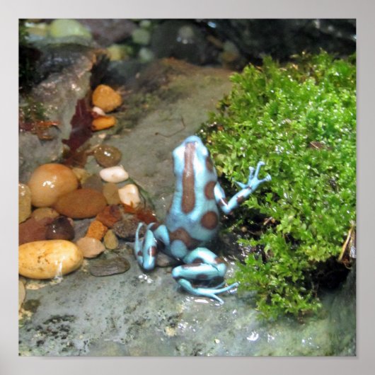 Silvery Blue Dart Frog Poster (Vorne)