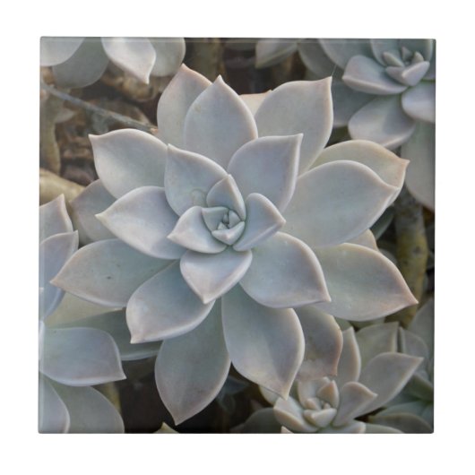 Silvery Blue Succules botanical Natural Fliese (Vorderseite)