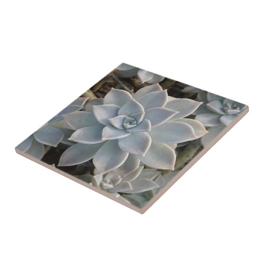 Silvery Blue Succules botanical Natural Fliese (Seite)
