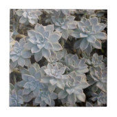 Silvery Blue Succules botanische Fotografie Fliese (Vorderseite)