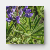 Silvery Lupine Desktop Plaque Fotoplatte (Vorderseite)