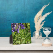 Silvery Lupine Desktop Plaque Fotoplatte (InSitu)