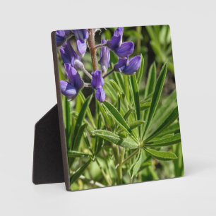 Silvery Lupine Desktop Plaque Fotoplatte
