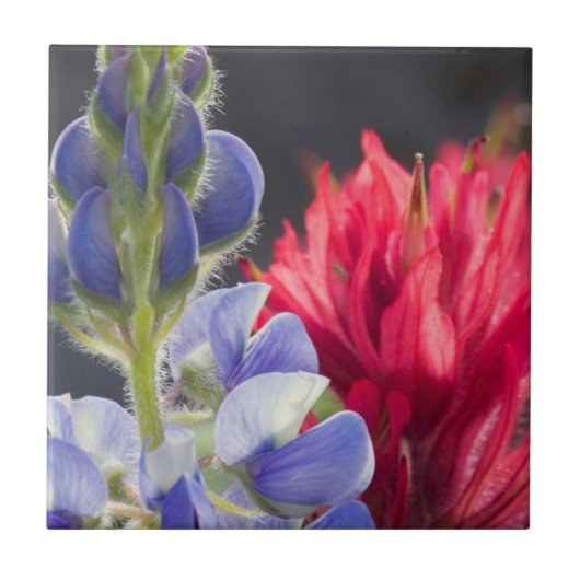 Silvery Lupine, Lavendel Paintbrush Fliese (Vorderseite)