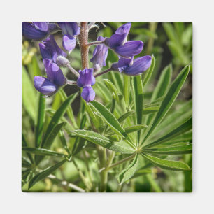 Silvery Lupine Magnet