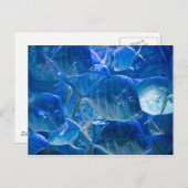 Silvery Tropical Fish Postcard Postkarte (Vorne/Hinten)