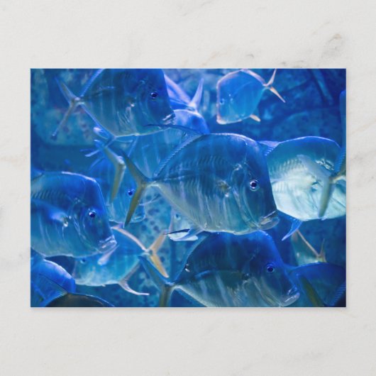 Silvery Tropical Fish Postcard Postkarte (Vorderseite)